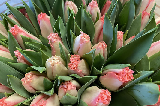 Tulpen, bos per 5 stuks